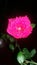 Rose Flower with raindrops, night