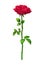 The Rose flower, vector illustration
