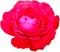 rose flower on white isolated background Flowers of love given to each other on Valentine\\\'s Day