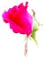 rose flower on white isolated background Flowers of love given to each other on Valentine\\\'s Day