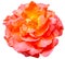 rose flower on white isolated background Flowers of love given to each other on Valentine\\\'s Day