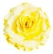 rose flower on white isolated background Flowers of love given to each other on Valentine\\\'s Day