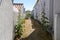 Rose flowered alley on isle of Noirmoutier in vendee France