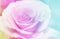 Rose flowers background/ vintage spring