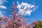 Rose flowers of blossoming cherry tree on blue sky background