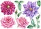 Rose flowers, clematis, dahlias, buds and leaves watercolor botanical painting
