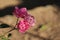 Rose flowers details background,Rosa,Rosa rubiginosa, European species, Introduced species