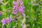 Rose flowers of fireweed willow-tea with bees collecting nectar