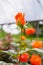 Rose flowers in greenhouse plantation