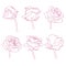 Rose flowers linear graphic drawing set
