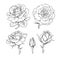 Rose flowers set. Stages of rose blooming from closed bud to fully open flower. Hand drawn sketch style