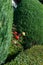 Rose flowers between trimmed shrubs of thuja