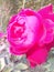 Rose flowers very good beautiful nice romantic love lovely colors Denise
