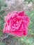 Rose flowers very good beautiful nice romantic love lovely colors Denise great color