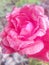 Rose flowers very good beautiful nice romantic love lovely colors Denise great color colors