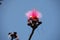 Rose fluffy flower with the sky as background