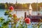 Rose in front of Alster on evening light with white sailboat and pier in background. Chilling atmosphere in Hamburg on