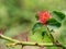 Rose gall on rose plant