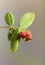 Rose Gall Wasp - Galls on a Wild Rose