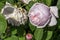 Rose gallica Duchesse de Montebello known as rosa Prolifera de Redoute in British park