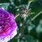 Rose gallica Oeillet Flamand in British park - London, UK