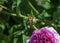 Rose gallica Oeillet Flamand in British park - London, UK
