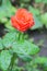 Rose in the garden on a branch in the rain