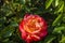 Rose garden Guldemondplantsoen in Boskoop with rose variety Belles Rives