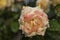 Rose garden Guldemondplantsoen in Boskoop with rose variety Compassion