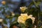 Rose garden Guldemondplantsoen in Boskoop with rose variety Compassion