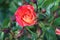 Rose garden Guldemondplantsoen in Boskoop with rose variety Gebruder Grimm