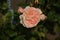 Rose garden Guldemondplantsoen in Boskoop with rose variety New Dreams