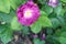 Rose garden Guldemondplantsoen in Boskoop with rose variety Rhapsody in Blue