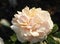 Rose garden Guldemondplantsoen in Boskoop with rose variety Salmon Romanza