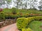 Rose Garden in Munnar, Kerala, India