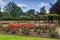 Rose garden in a park, with hundreds of blossoms