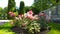 Rose garden with pink, red and white beautiful roses. Rosarium. Flower bed with shrub rose. Thuja topiary and vintage fence on