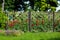 Rose garden of red roses planted and growing on a wooden fence.