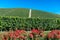 Rose gardens and vineyards on the hills of La Morra