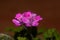 Rose geranium, Pelargonium capitatum