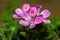 Rose geranium, Pelargonium capitatum