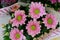 Rose Gerbera daisy in a flower pot