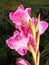 Rose gladiolus and drop of water on petal on dark background