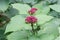 Rose glory bower Clerodendrum bungei budding pink lilac inflorescences