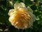 Rose \\\'Golden celebration\\\' - one of the largest English Roses, bearing rich yellow blooms