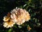 Rose \\\'Golden Years\\\' flowering with clusters of fully double, golden yellow flowers