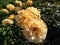 Rose \\\'Golden Years\\\' flowering with clusters of lightly fragrant, cupped, fully double, golden yellow flowers