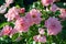 Rose grade armada, bush of roses with lots of large pink flowers