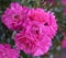 Rose grade heidetraum, semi-double, cup-shaped flowers of dense pink color