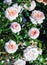 Rose grade schloss eutin, flowers are soft-apricot with a darker center